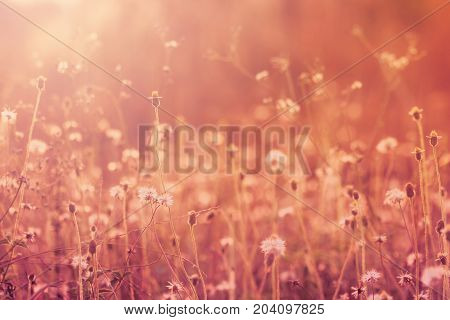 Meadow flowers beautiful fresh morning in soft warm light. Vintage autumn landscape blurry natural background.