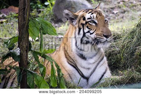 royal bengal tiger close up view in zoo yellow color with black ctrikes
