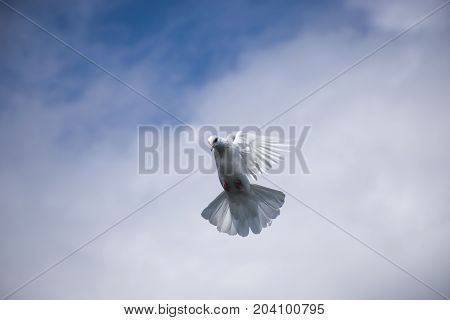 white pigeon flying in the blue sky in air white cloud stretched wings trying landing coming down