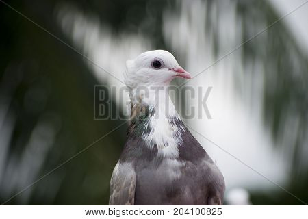 brown pigeon close up look white head