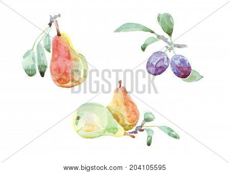 Fruits watercolor set of plums and pears. Hand painted illustration