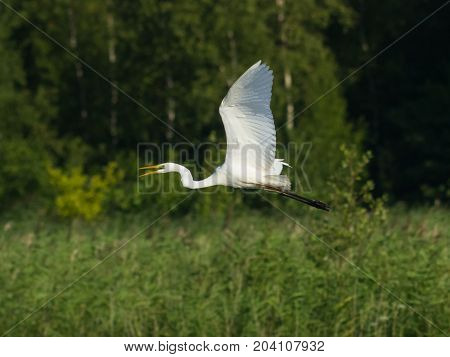 Great white heron or Great egret Ardea alba take off close-up portrait with bokeh background selective focus shallow DOF.