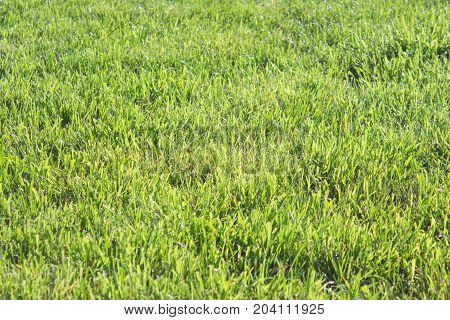 Freshness beauty of green lawn after rain.