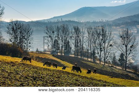 Cow Grazing On Hillside In Autumnal Countryside