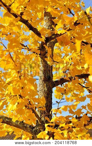 golden foliage of a ginkgo in autumn