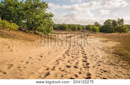 Dunes and sand-drift in a Dutch national park early in the morning on a sunny day in the summer season.