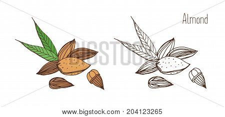 Beautiful colored and monochrome drawings of almond fruits in shell and shelled with pair of leaves. Delicious edible drupe or nut hand drawn in elegant vintage style. Natural vector illustration