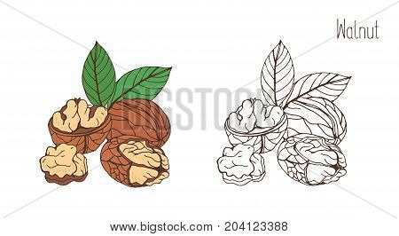 Colored and monochrome drawings of walnut in shell and shelled with pair of leaves. Delicious edible drupe or nut hand drawn in elegant vintage style. Natural vector illustration