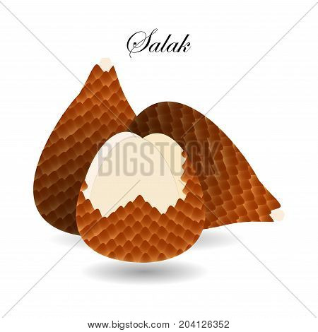 Salak  snake skin fruit, salacca zalacca illustration.