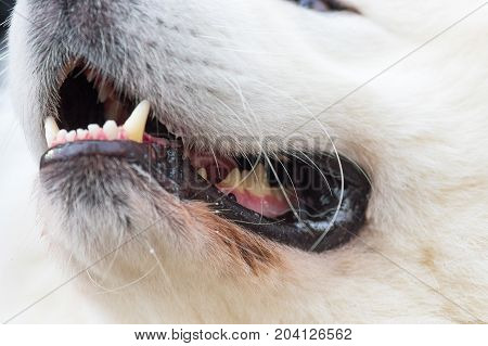 Teeth of a dog close-up. Concept: friend, protection, loyalty, vigilance, security. Space under the text. 2018 year of the dog in the eastern calendar
