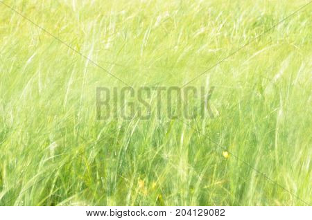 Sedges swaying in the wind. Wet meadow during haymaking. Lush green grass.