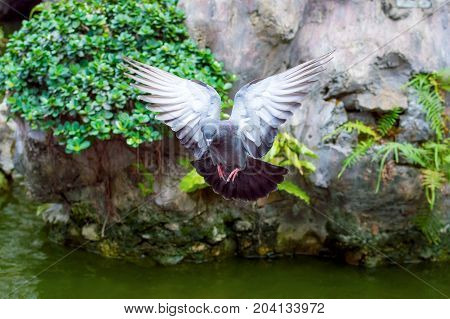 Flying City Pigeon Spread Its Wings. Scene In The Park