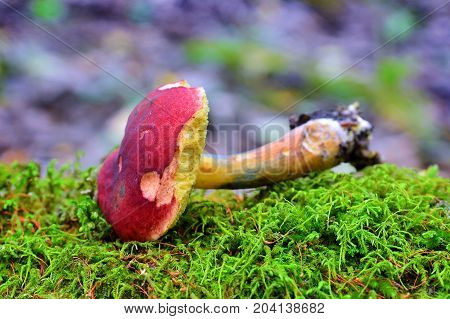 hortiboletus rubellus mushroom formerly known as boletus rubellus