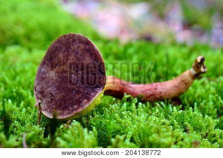 xerocomellus pruinatus mushroom known as the matte bolete
