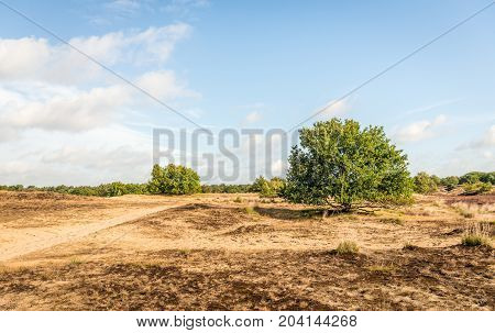 Desertlike Dutch national park with trees and heather early in the morning on a sunny day in the summer season.