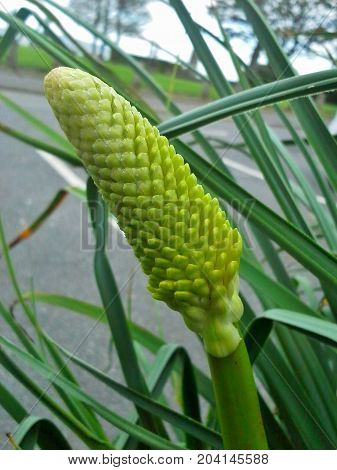 Green Kniphofia / Red Hot Poker Bud in the Grass