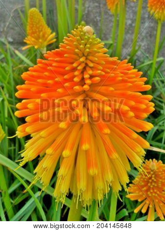 Large, Orange Kniphofia / Red Hot Poker in the Grass