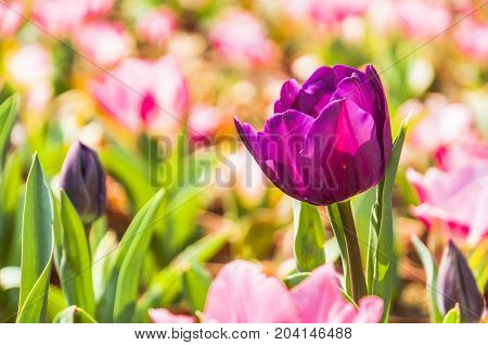 Beautiful tulips flower close up in garden