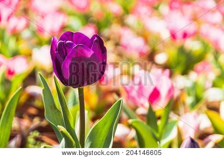 Beautiful tulips flower close up in garden