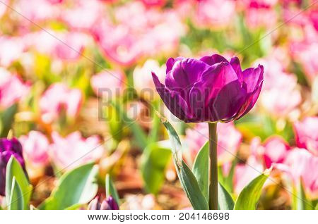 Beautiful tulips flower close up in garden