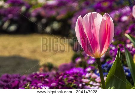 Beautiful tulips flower close up in garden