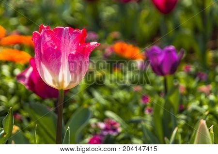 Beautiful tulips flower close up in garden