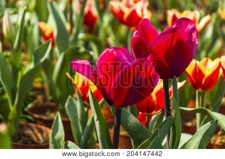 Beautiful tulips flower close up in garden