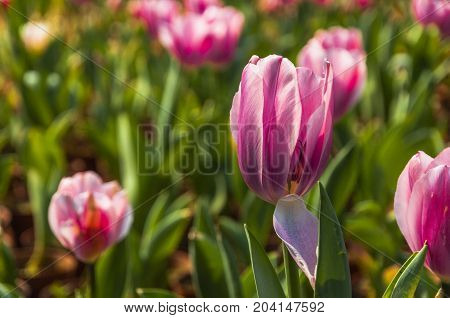 Beautiful tulips flower close up in garden