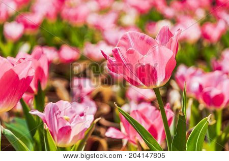 Beautiful tulips flower close up in garden