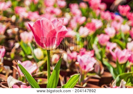 Beautiful tulips flower close up in garden