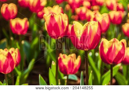 Beautiful tulips flower close up in garden