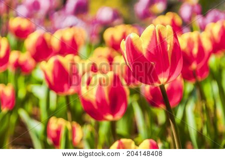 Beautiful tulips flower close up in garden