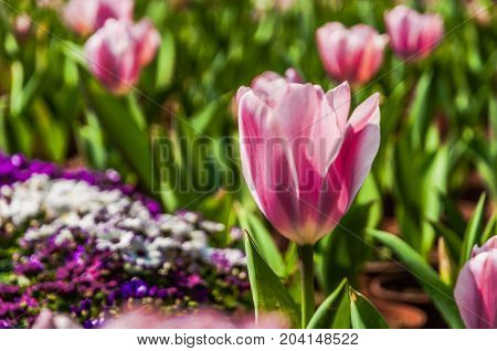 Beautiful tulips flower close up in garden