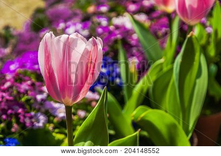 Beautiful tulips flower close up in garden