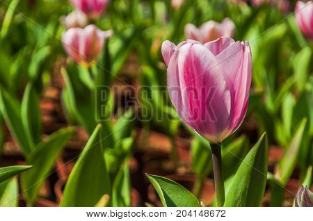 Beautiful tulips flower close up in garden