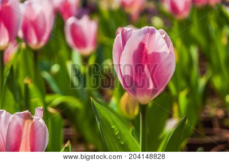 Beautiful tulips flower close up in garden