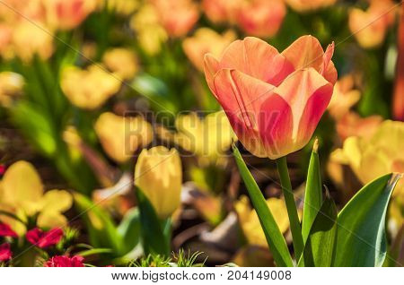 Beautiful tulips flower close up in garden
