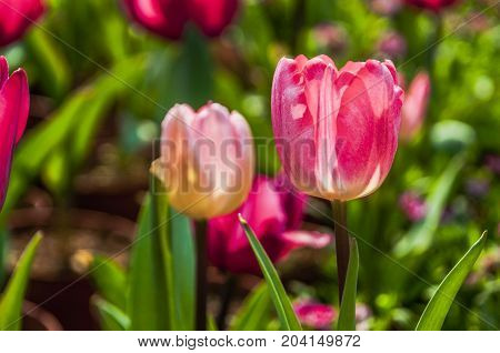 Beautiful tulips flower close up in garden