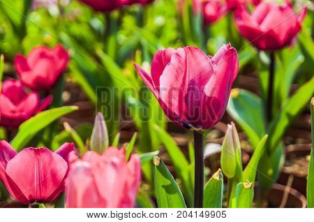 Beautiful tulips flower close up in garden