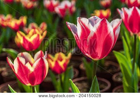 Beautiful tulips flower close up in garden