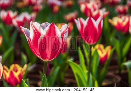 Beautiful tulips flower close up in garden