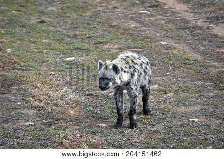 the hyena is walking across the field
