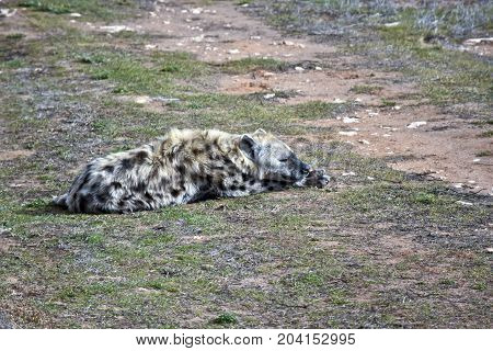 the hyena is resting on the grass