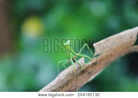 A baby Praying Mantis at rest on branch