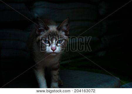 Gray cat with blue eyes
f/5.6 - 1/1000s - ISO 100