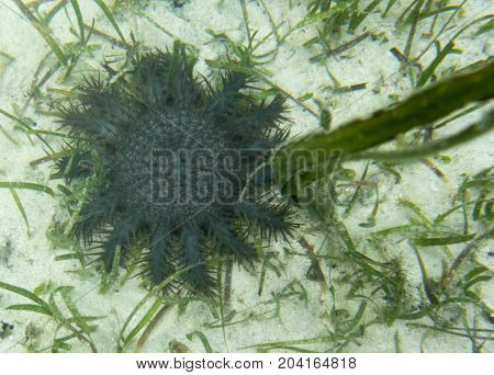 Thorn Star Searching Corals In The Sand