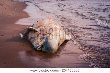 Dead right  whale on a  beach in prince Edward island