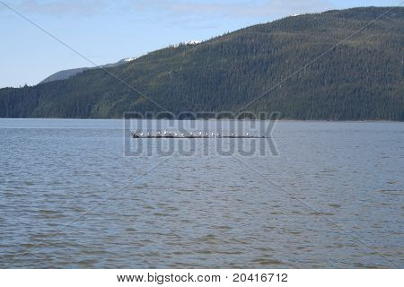 Martılar oturum Alaska