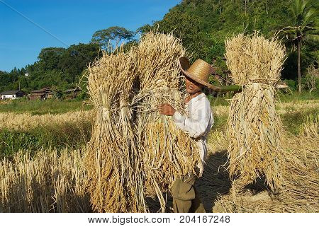 CHIANG MAI, THAILAND - NOVEMBER 15, 2008: Unidentified man of Chan hill tribe harvests rice in Chiang Mai, Thailand.