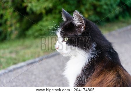cat face side view outdoor close up brown white car in park
